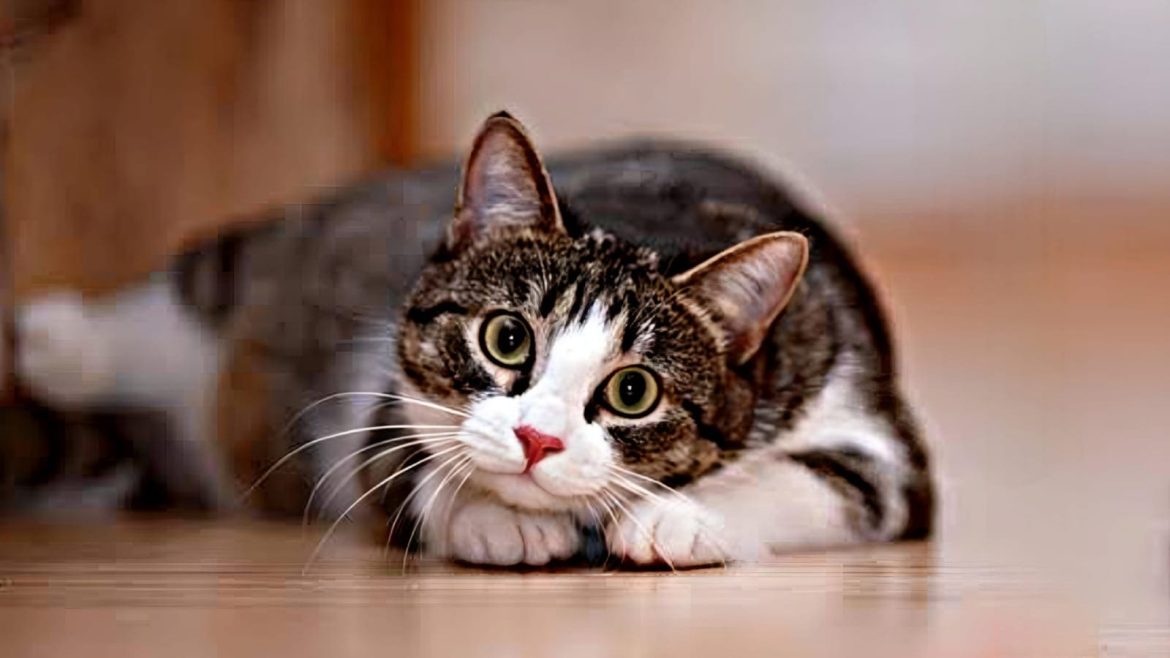 Cara Efektif Melatih Kucing agar Nurut di Rumah
